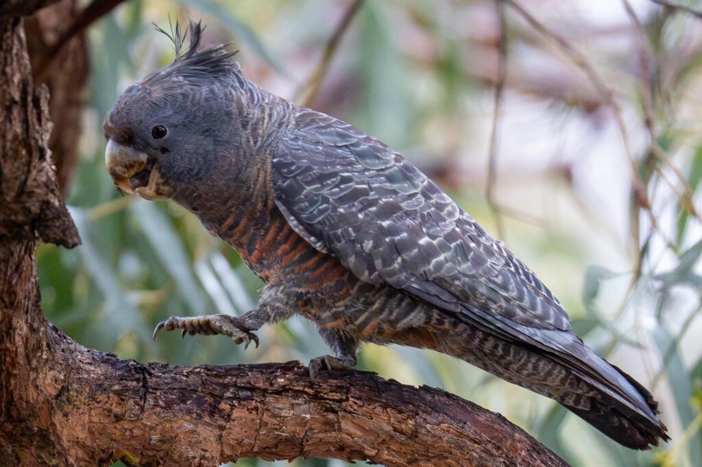 Das Lied der schillernden Schwingen: Australiens Vogelwelt.