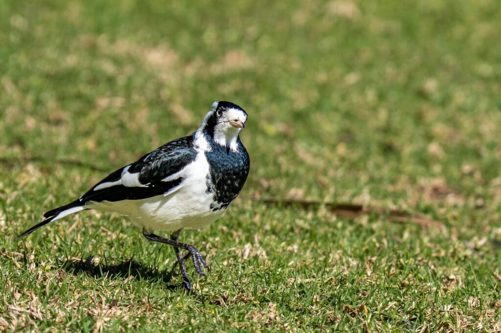 Das Lied der schillernden Schwingen: Australiens Vogelwelt.