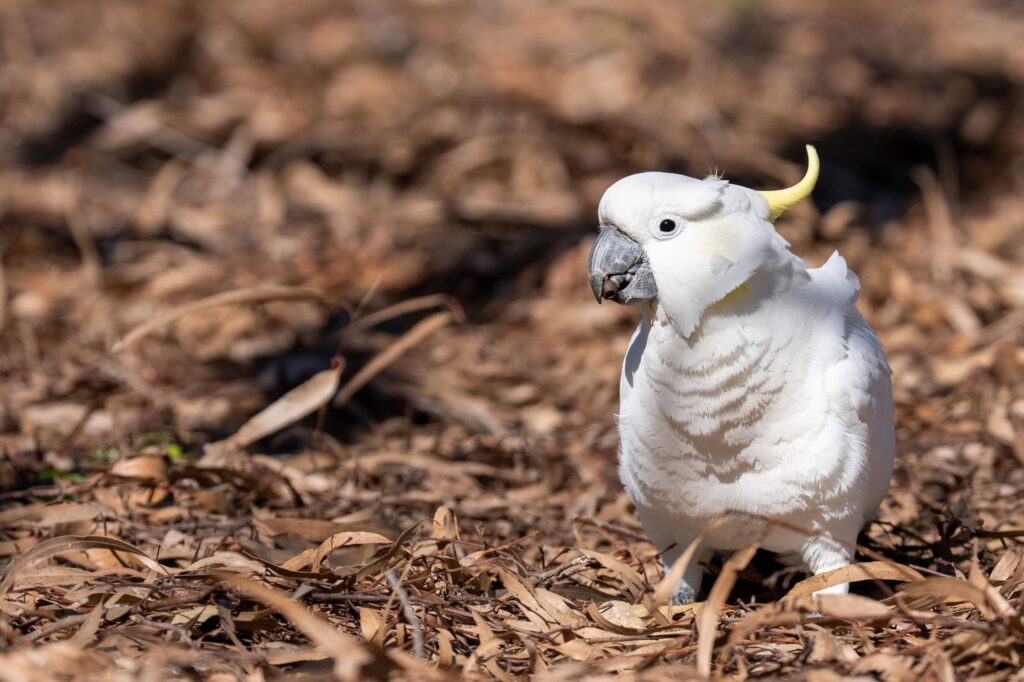 Das Lied der schillernden Schwingen: Australiens Vogelwelt.