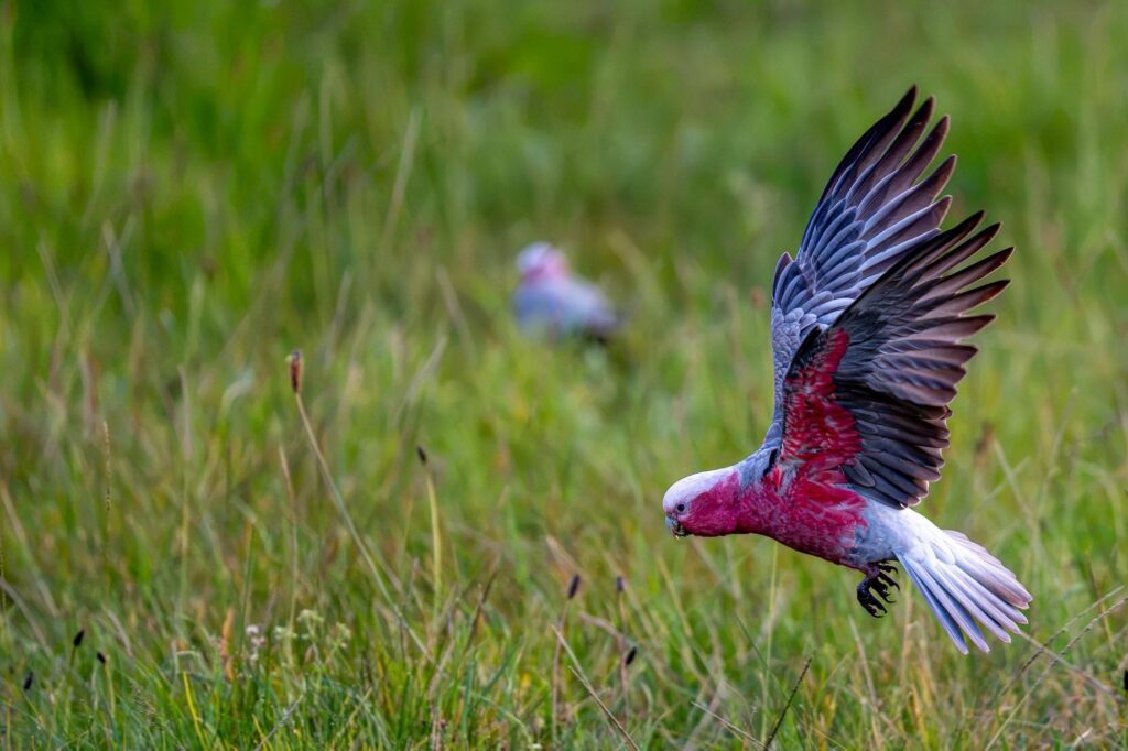 Das Lied der schillernden Schwingen: Australiens Vogelwelt.