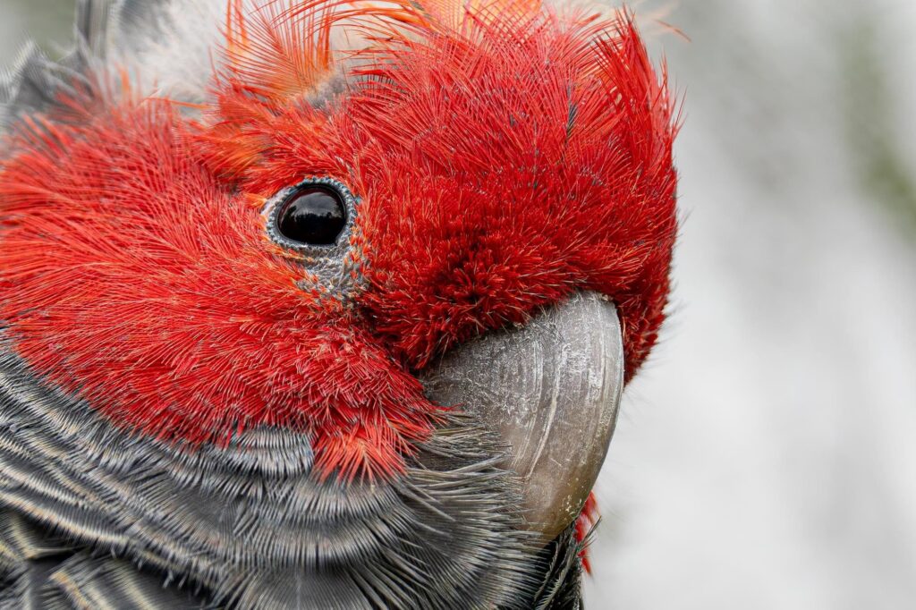 Das Lied der schillernden Schwingen: Australiens Vogelwelt.
