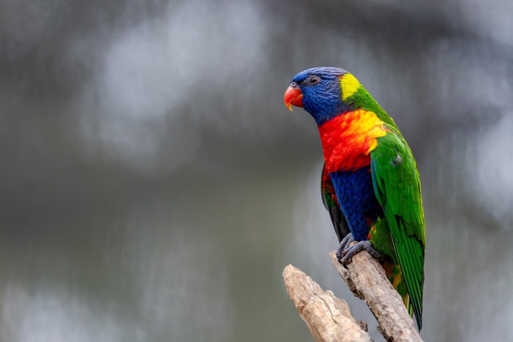 Das Lied der schillernden Schwingen: Australiens Vogelwelt.