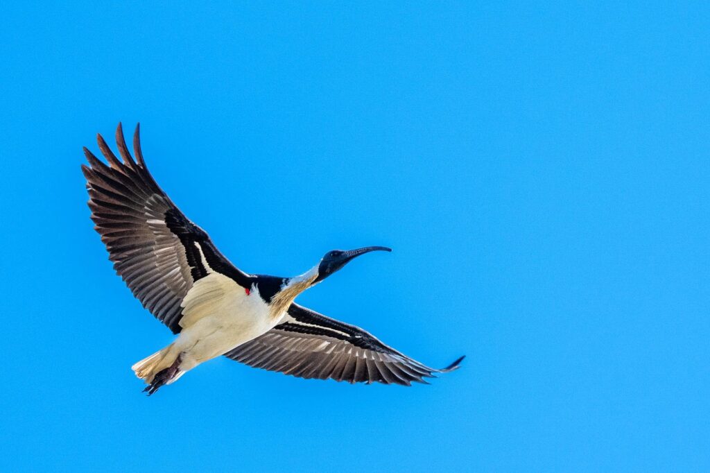 Das Lied der schillernden Schwingen: Australiens Vogelwelt.
