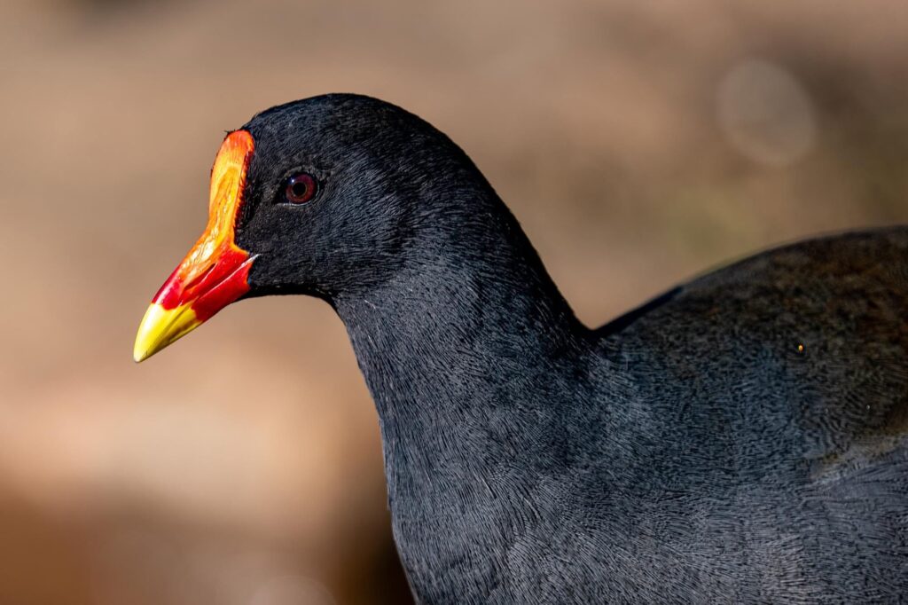Das Lied der schillernden Schwingen: Australiens Vogelwelt.