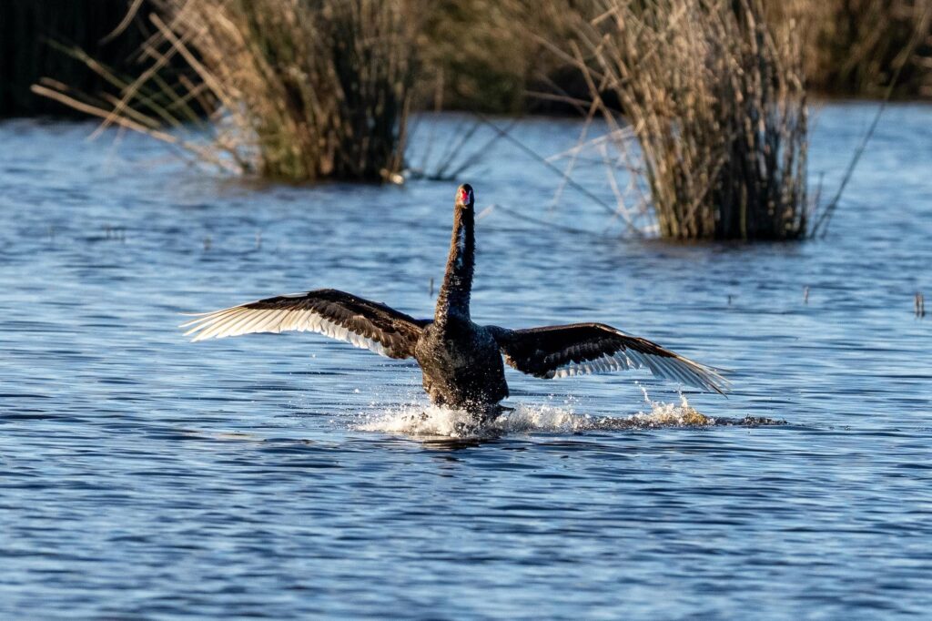 Das Lied der schillernden Schwingen: Australiens Vogelwelt.