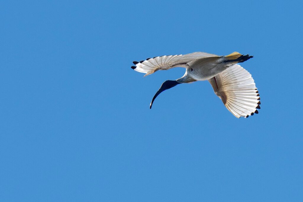 Das Lied der schillernden Schwingen: Australiens Vogelwelt.