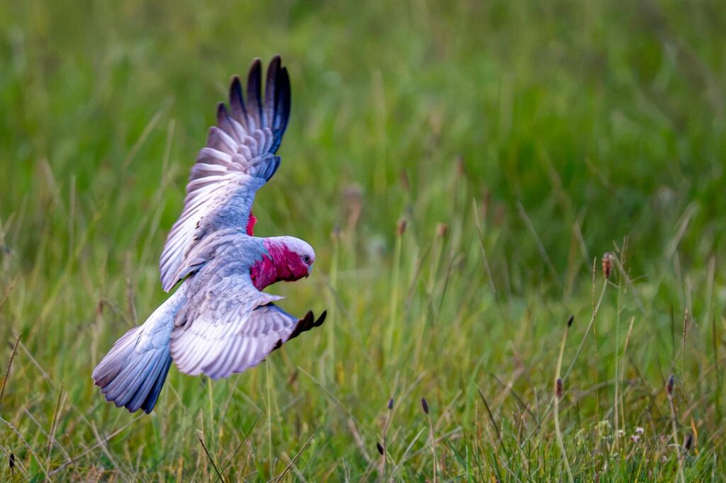 Das Lied der schillernden Schwingen: Australiens Vogelwelt.