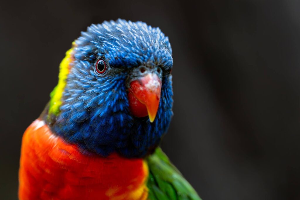 Das Lied der schillernden Schwingen: Australiens Vogelwelt.