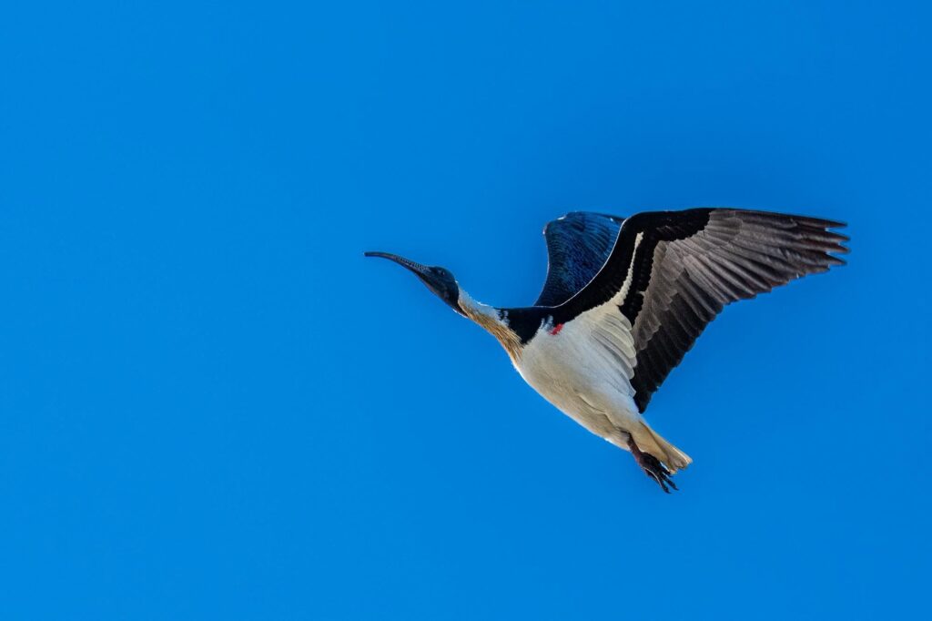 Das Lied der schillernden Schwingen: Australiens Vogelwelt.