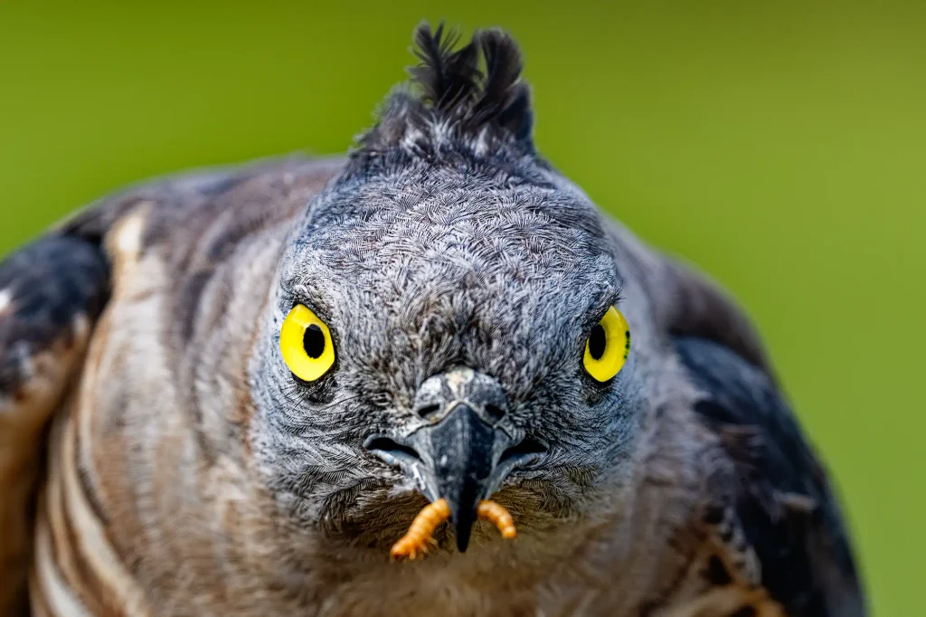 Papuaweih frisst einen Wurm – der frühe Vogel fängt den Wurm