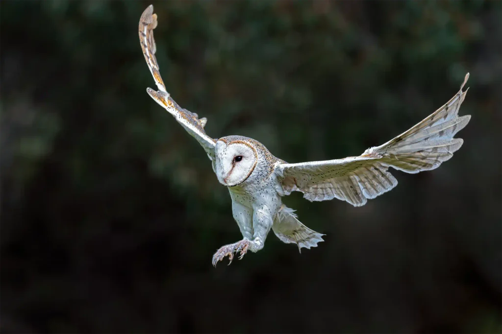 Eine fliegende Schleiereule schwebt mit weit ausgebreiteten Flügeln durch die dunkle australische Landschaft. Das außergewöhnliche Wildlife-Foto entstand während der Australien-Fotoreise 2026 von Benny Rebel.