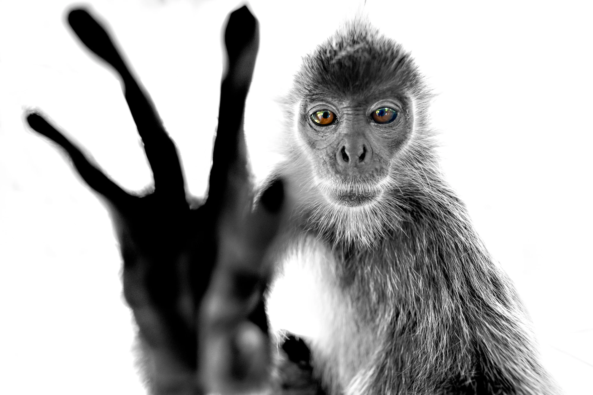 Silberlangur berührt mit seiner Hand die Frontlinse eines Weitwinkelobjektivs auf Borneo