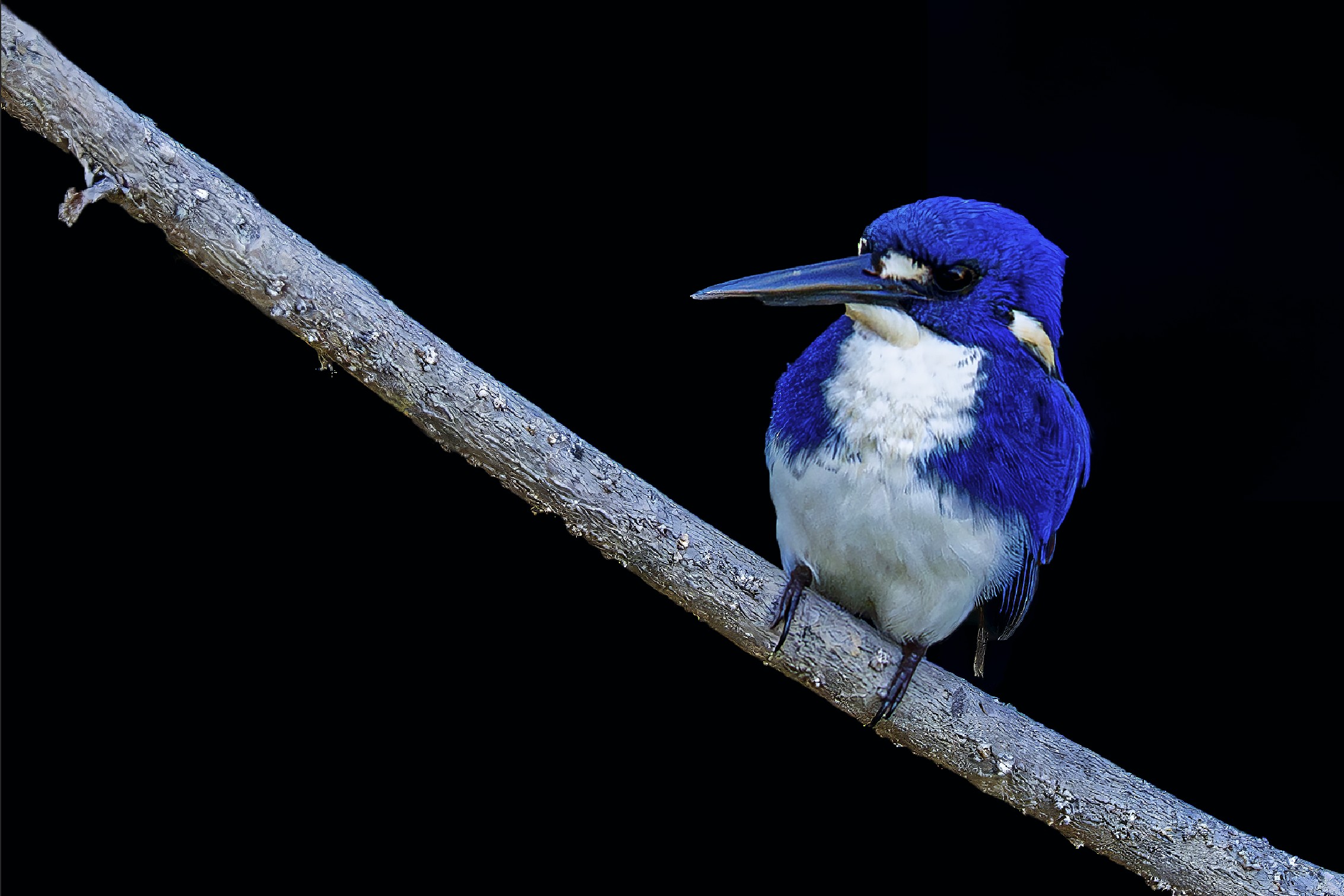 Der winzige Little Kingfisher (Ceyx pusillus) sitzt während einer Bootsfahrt auf dem Yellow Water River im Kakadu Nationalpark auf einem Ast. Sein leuchtend blaues Gefieder und die weiße Brust bilden einen faszinierenden Kontrast zur dunklen Umgebung.