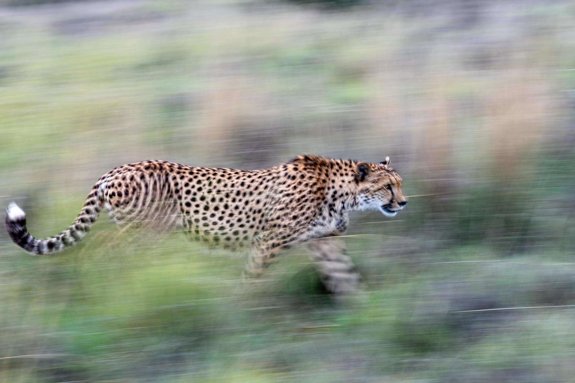 Laufender Gepard in Südafrika als künstlerische Mitzieher-Aufnahme mit 1/5 Sekunde Belichtungszeit. Der Hintergrund verschwimmt zu waagerechten Linien.
