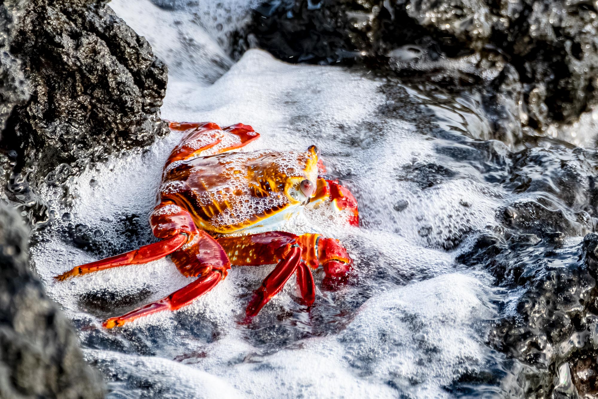 Klippenkrabbe in der Brandung auf Galapagos – Fotoreise Galapagos
