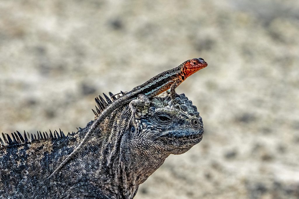Meerechse mit kleiner Lavaechse auf dem Kopf auf den Galápagos-Inseln – fotografiert auf einer Fotoreise durch Ecuador und Galápagos