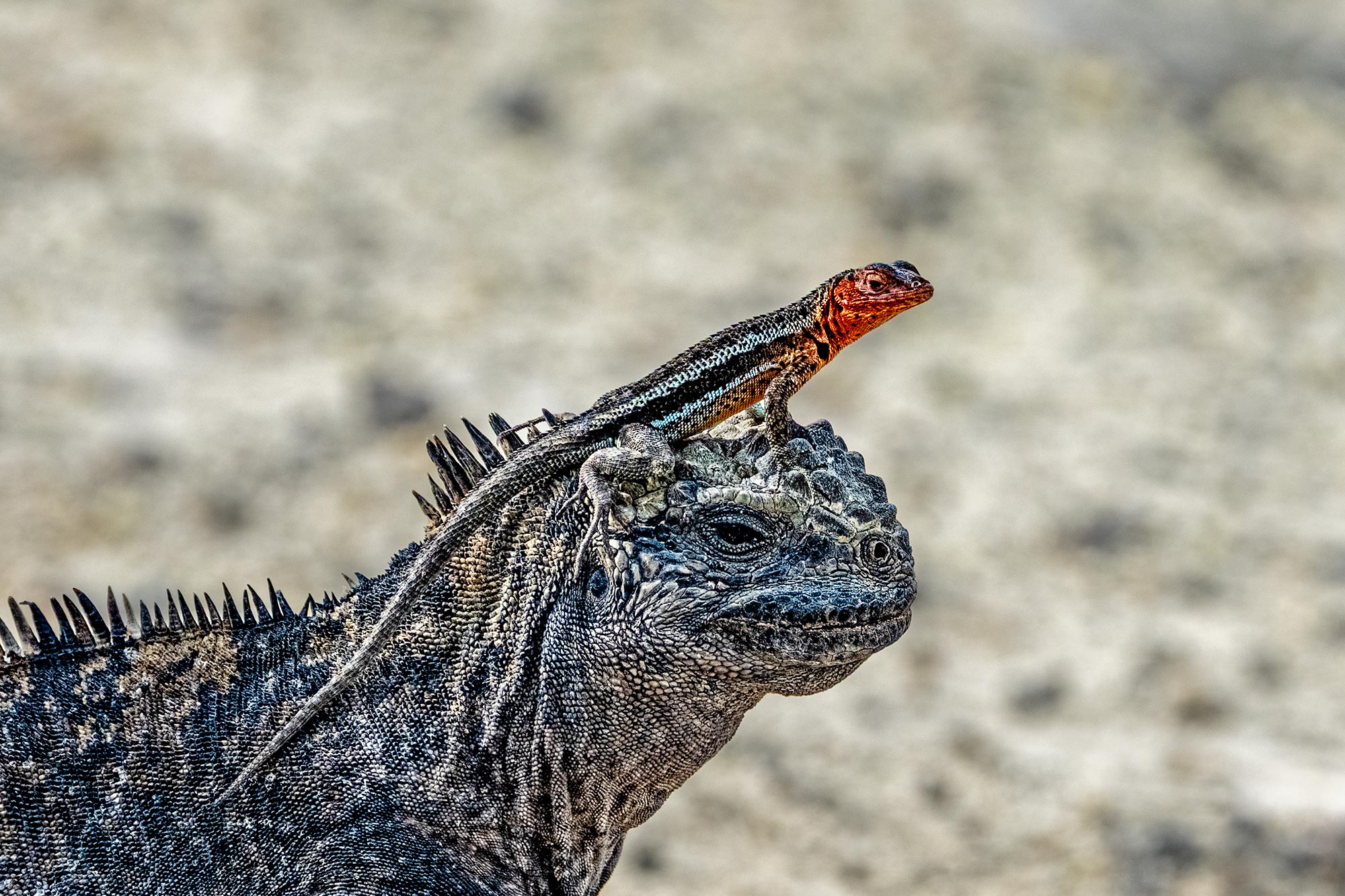 Meerechse mit kleiner Lavaechse auf dem Kopf auf den Galápagos-Inseln – fotografiert auf einer Fotoreise durch Ecuador und Galápagos