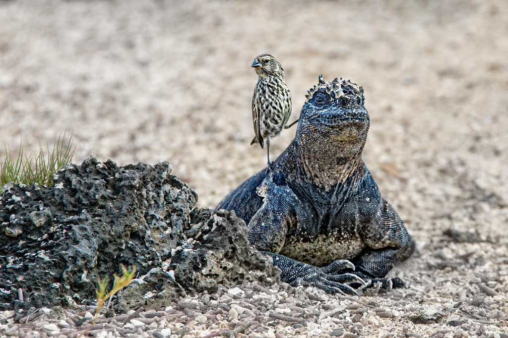 Meerechse mit Darwinfink auf Galápagos während einer Fotoreise nach Ecuador und Galápagos