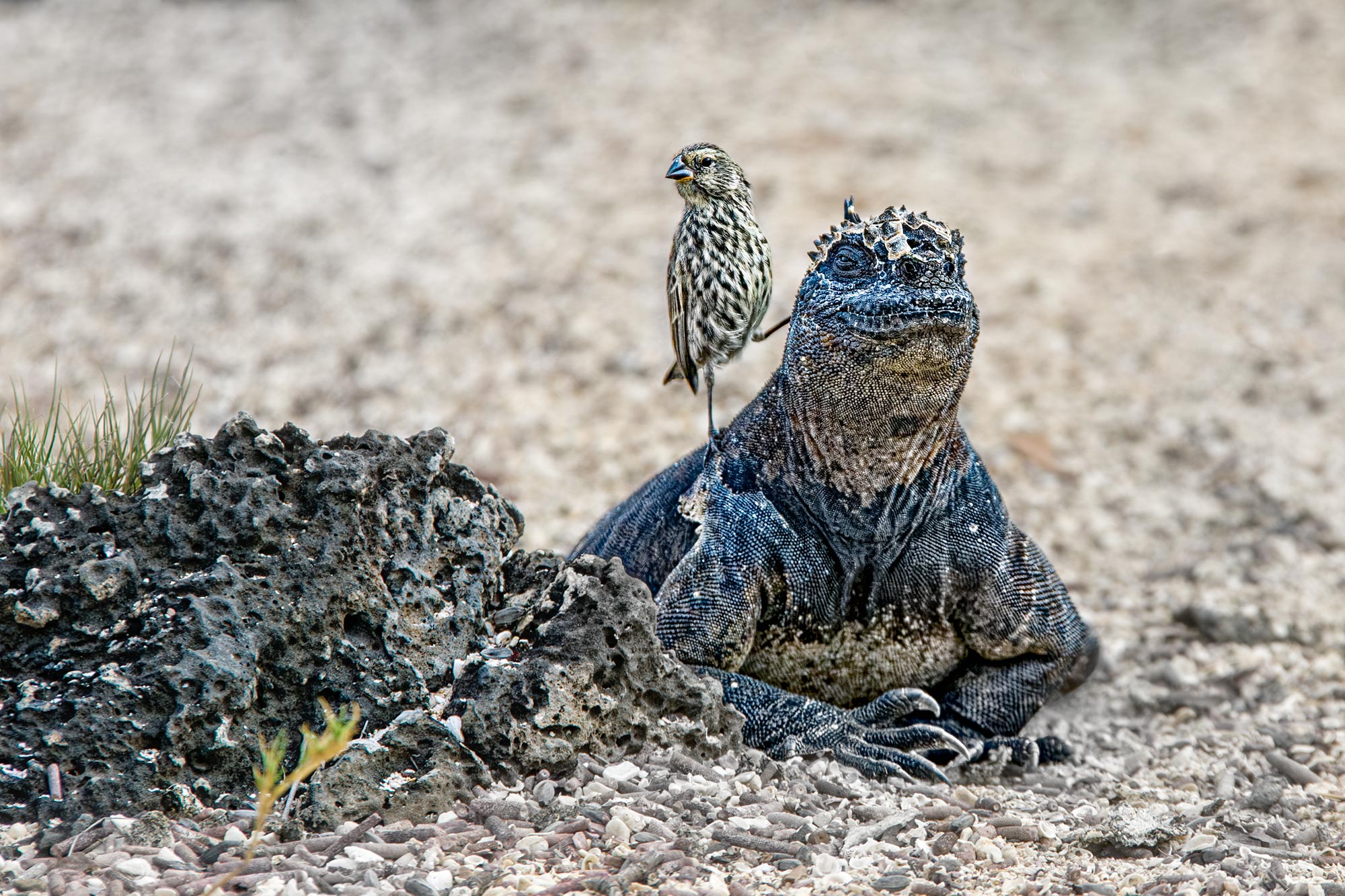 Meerechse mit Darwinfink auf Galápagos während einer Fotoreise nach Ecuador und Galápagos