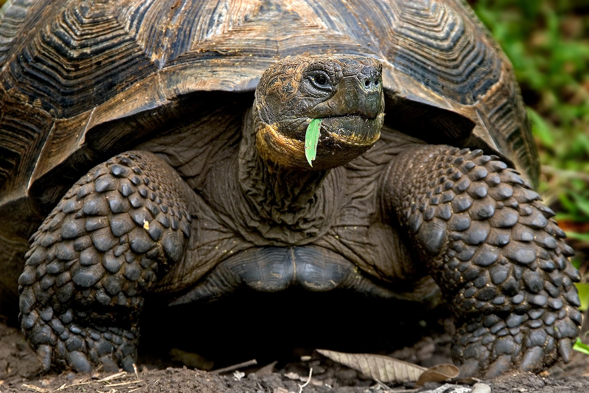 Riesenschildkröte auf den Galápagos-Inseln während einer Fotoreise durch Ecuador und Galápagos