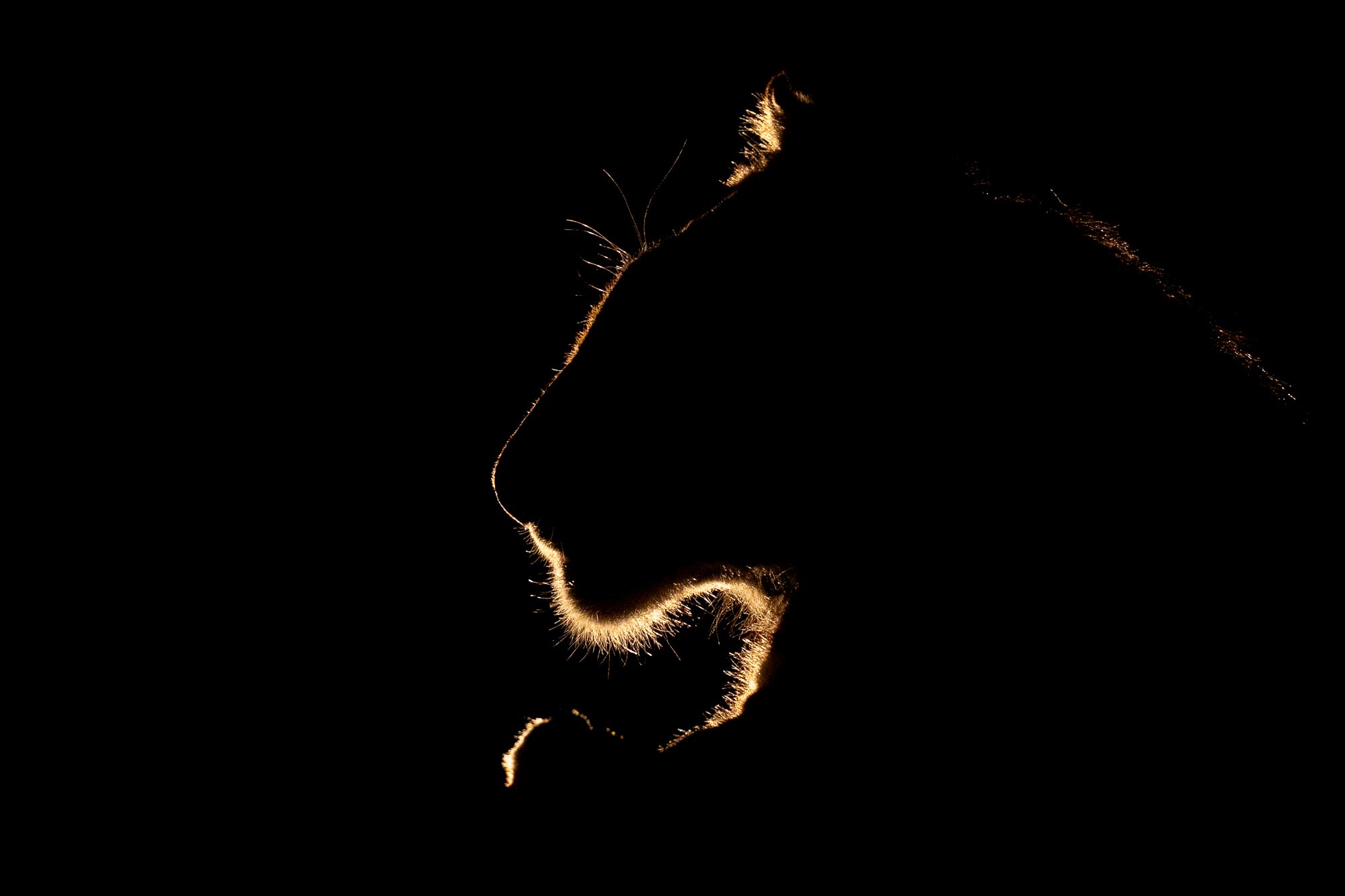 Männlicher Tiger auf einem Felsen bei Nacht in Afrika, kunstvoll von hinten beleuchtet und im Gegenlicht fotografiert von Benny Rebel.
