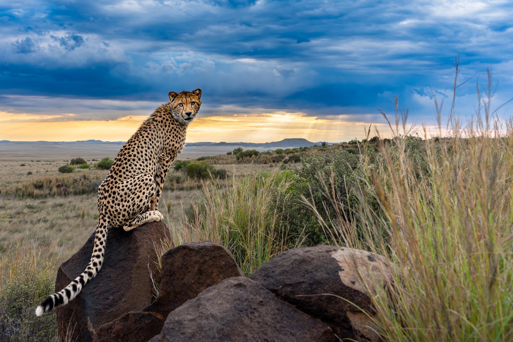 Gepard sitzt auf einem Felsen in Südafrika vor einem dramatischen blauen Wolkenhimmel. Natürliche Weitwinkelaufnahme von Benny Rebel.