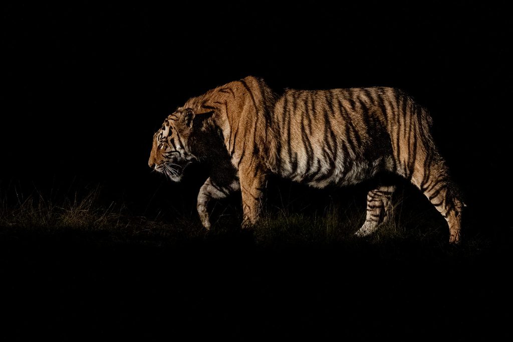 Mächtiger männlicher Tiger läuft nachts durch die Wildnis Südafrikas, seitlich mit einer Taschenlampe beleuchtet, vor tiefschwarzem Hintergrund.