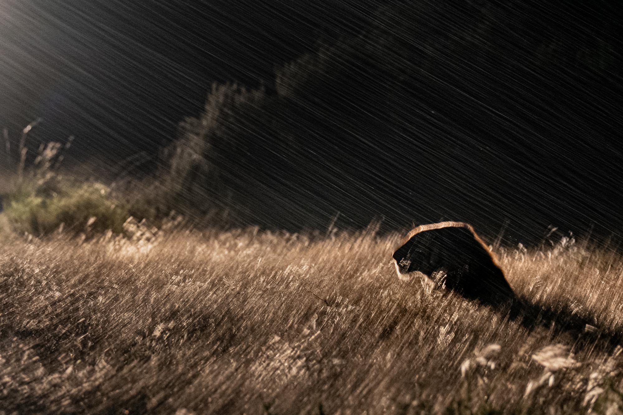 Männlicher Tiger sitzt nachts im stürmischen Regen in Südafrika. Eine Viertelsekunde Belichtungszeit verwandelt Regen und bewegte Gräser in malerische Strukturen.